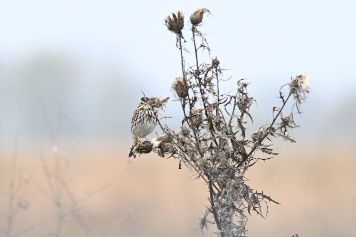 Savannah Sparrow - ML645108985