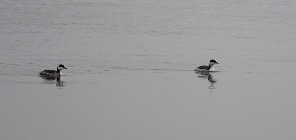 Horned Grebe - ML645108989