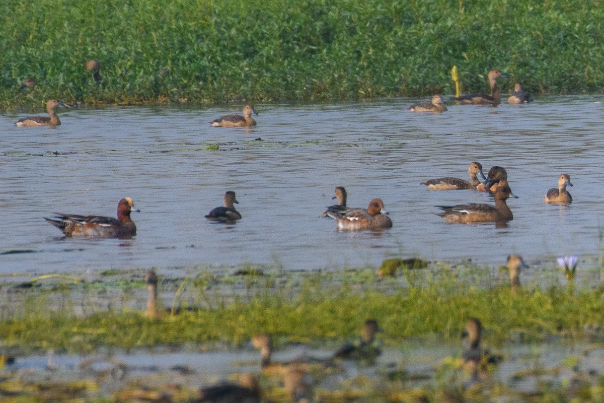 Fischione - ML645108990