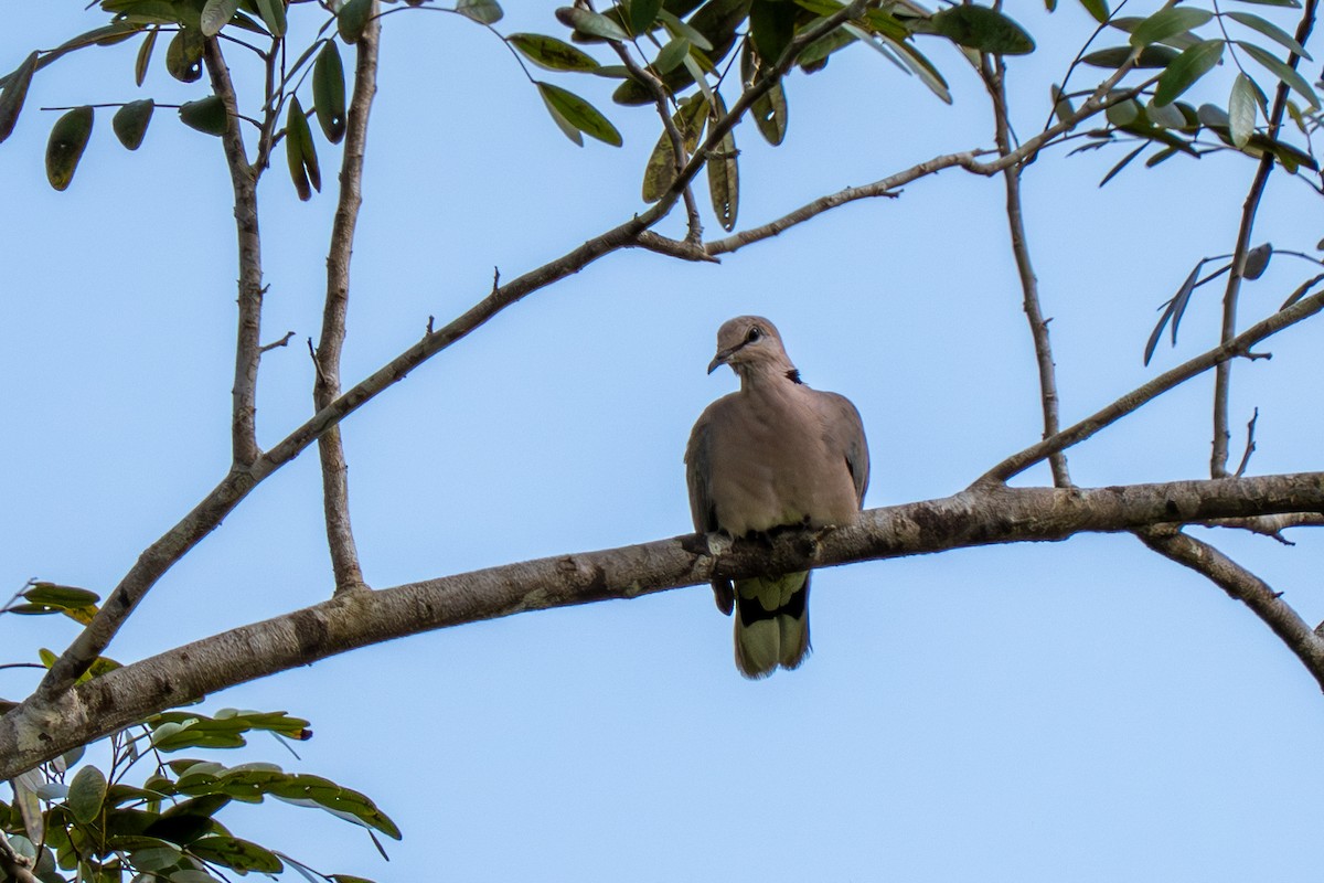 Горлиця рожева - ML645109004