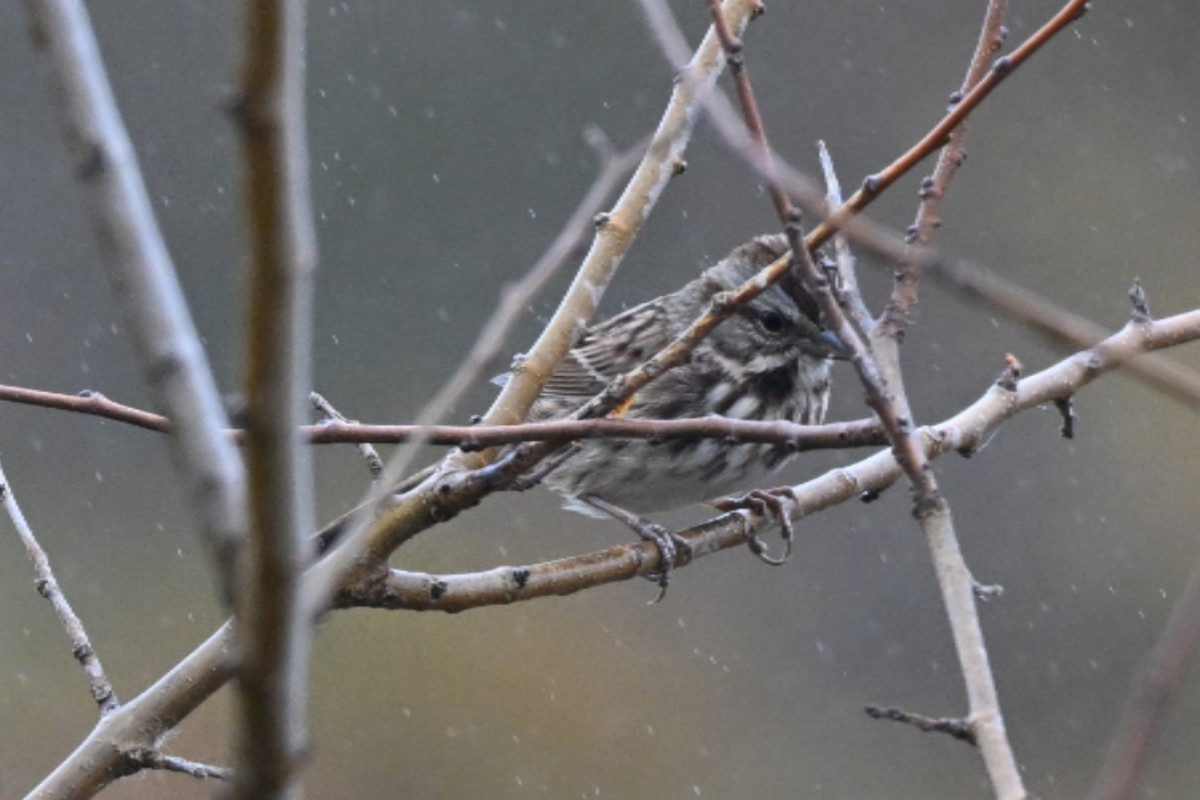 Song Sparrow - ML645109008