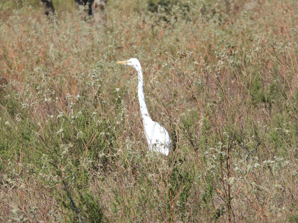 Great Egret (American) - ML645109009