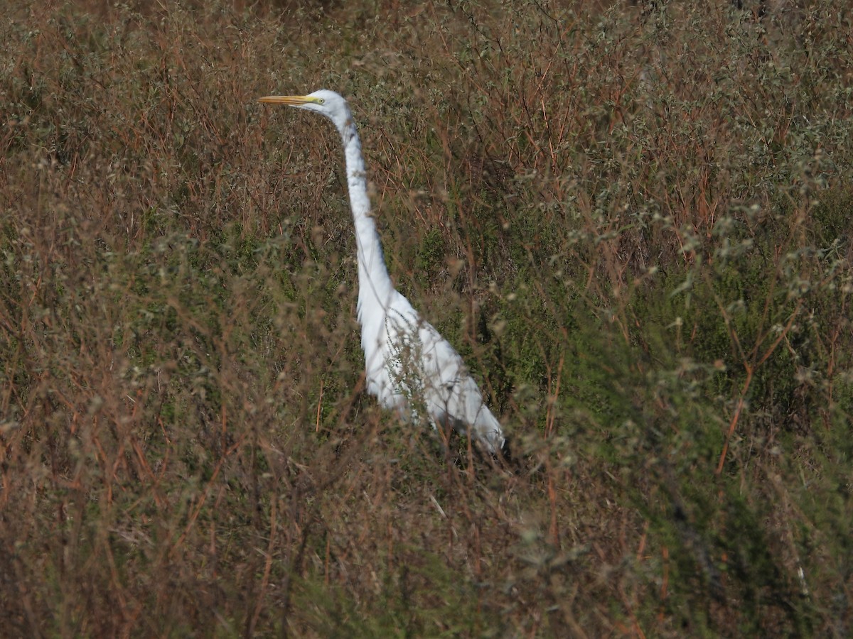 Great Egret (American) - ML645109010