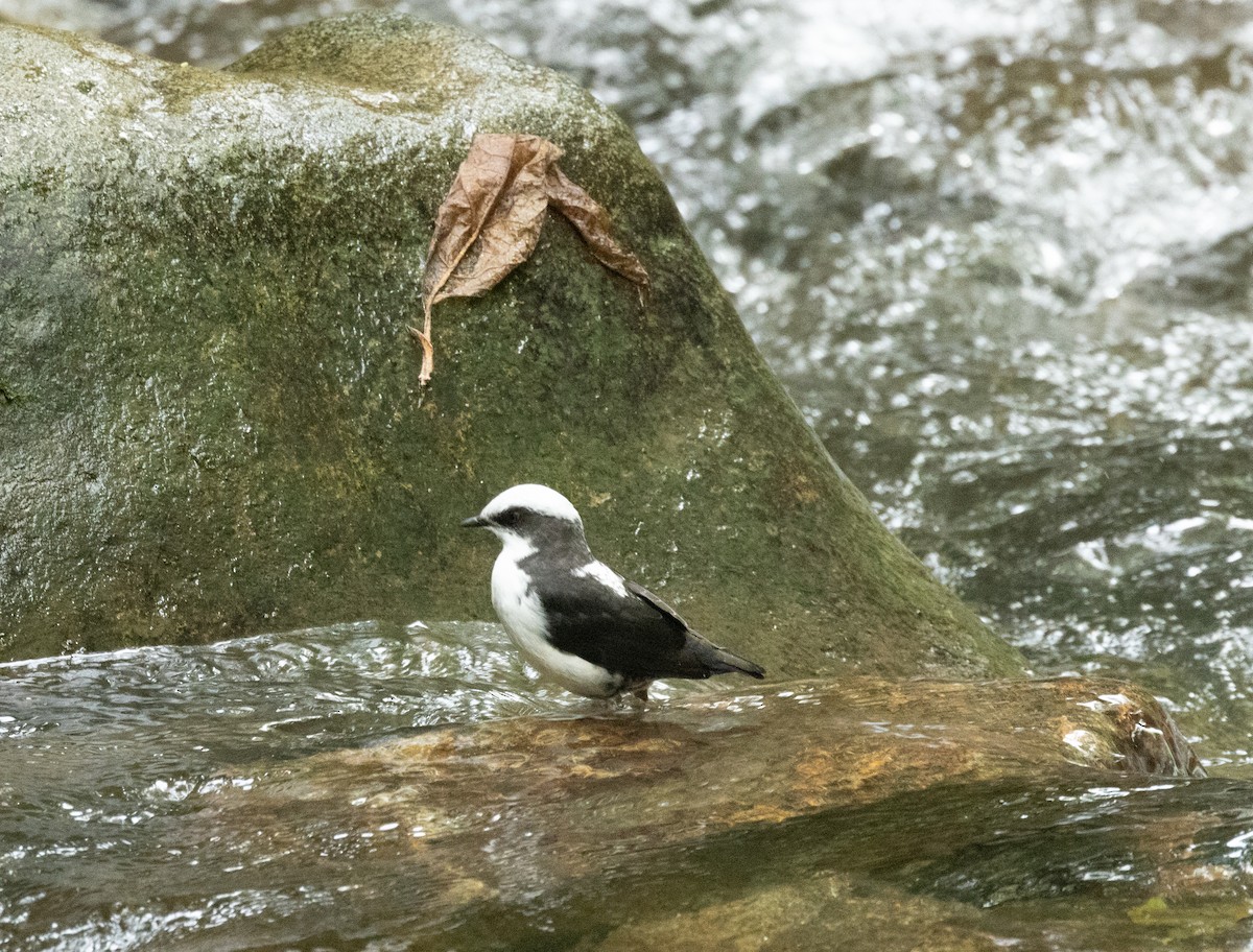 White-capped Dipper - ML645109014