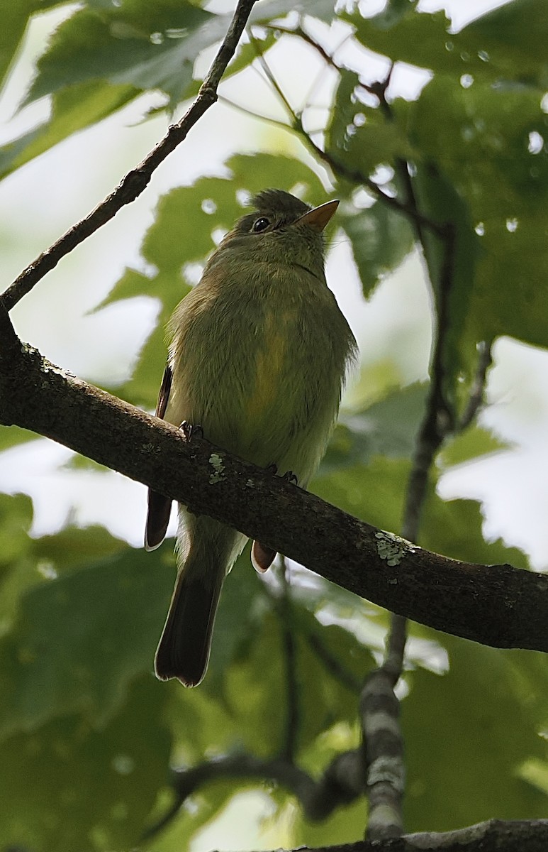 Yellow-bellied Flycatcher - ML645109016