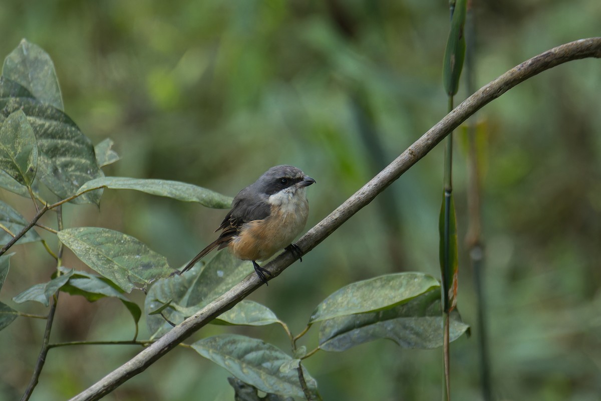 Tibetwürger - ML645109017