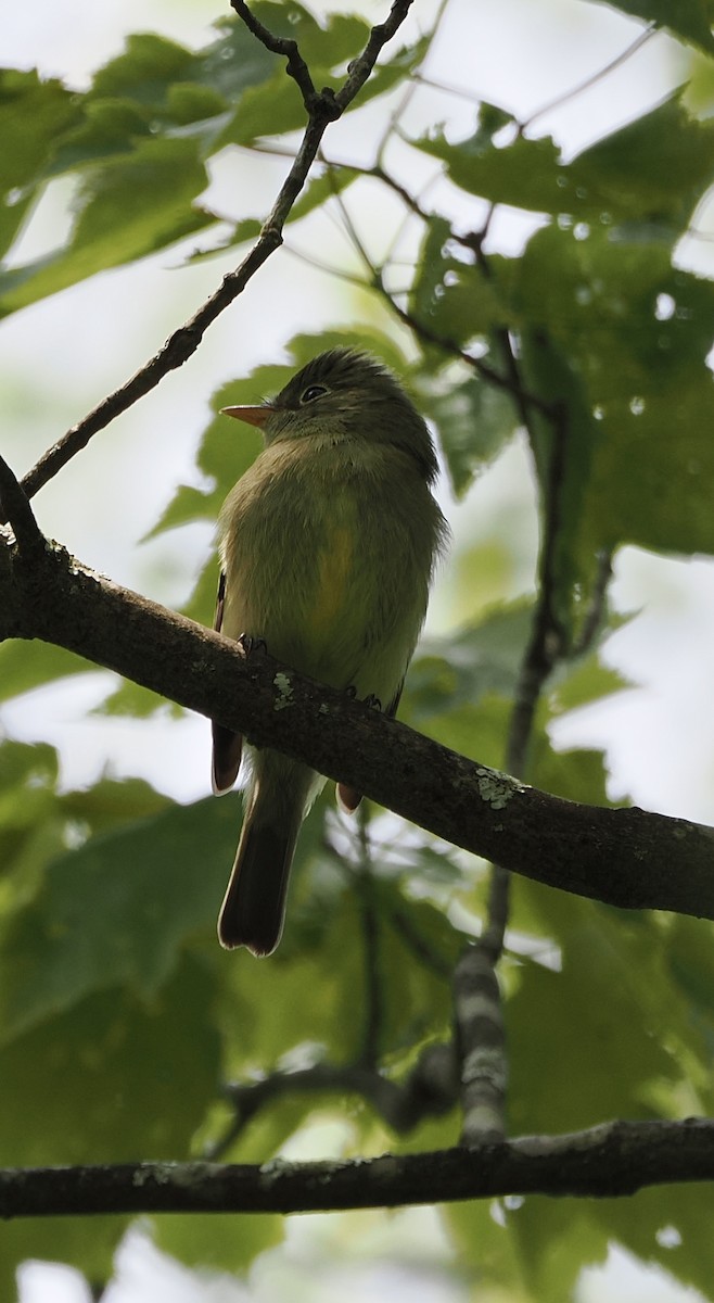 Yellow-bellied Flycatcher - ML645109029