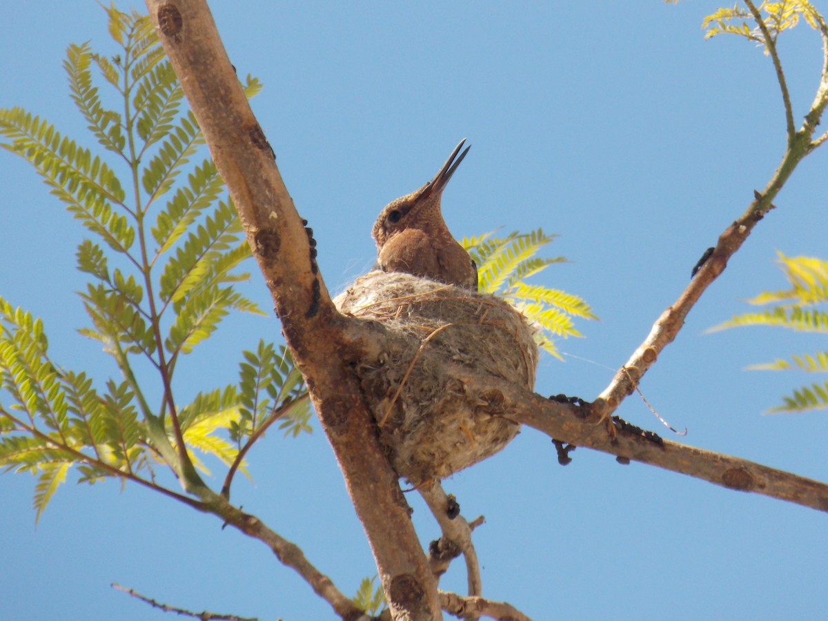 kolibřík velký - ML645109038