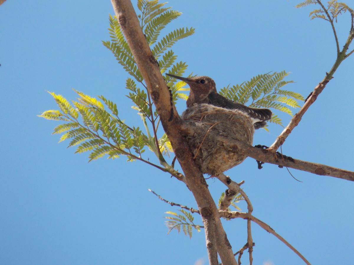 kolibřík velký - ML645109039