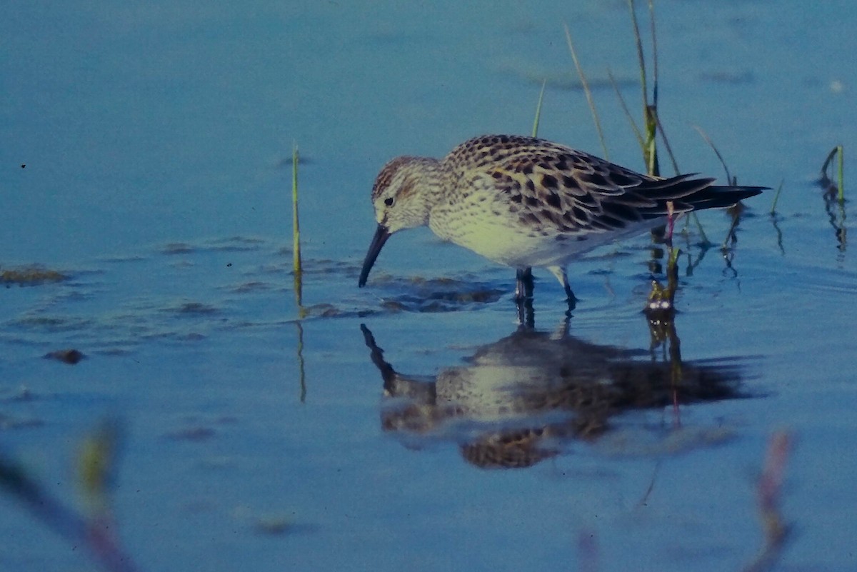 Weißbürzel-Strandläufer - ML645109041