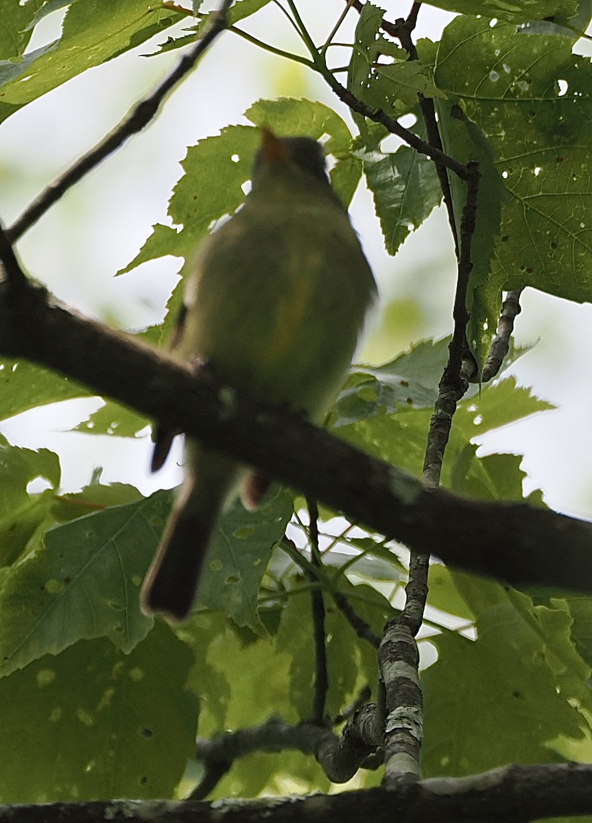 Yellow-bellied Flycatcher - ML645109045