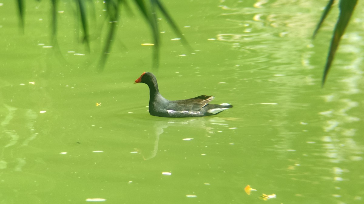 アメリカバン - ML645109047