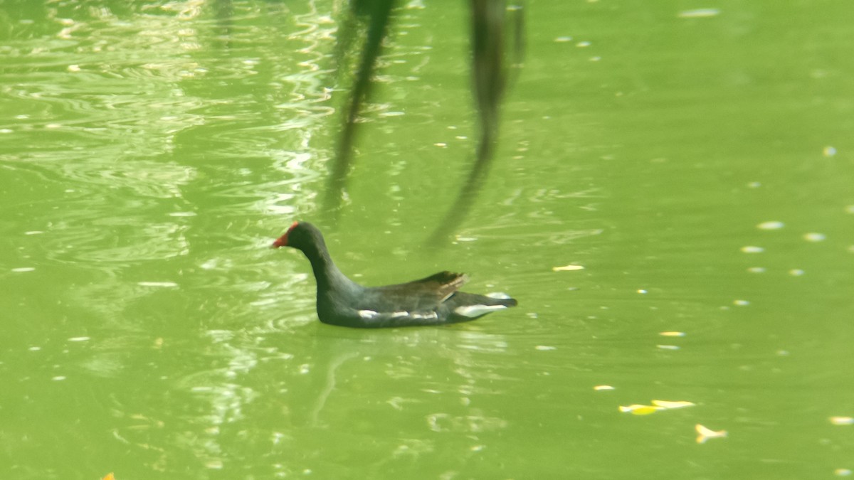 アメリカバン - ML645109048