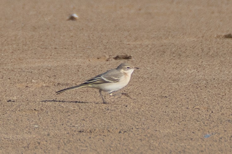 Western Yellow Wagtail (thunbergi) - ML645109051