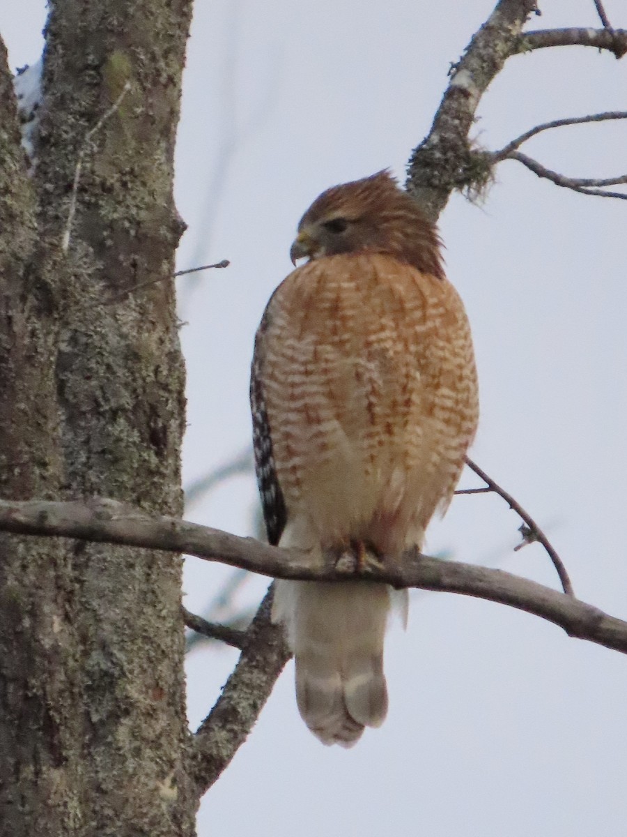 Red-shouldered Hawk - ML645109065