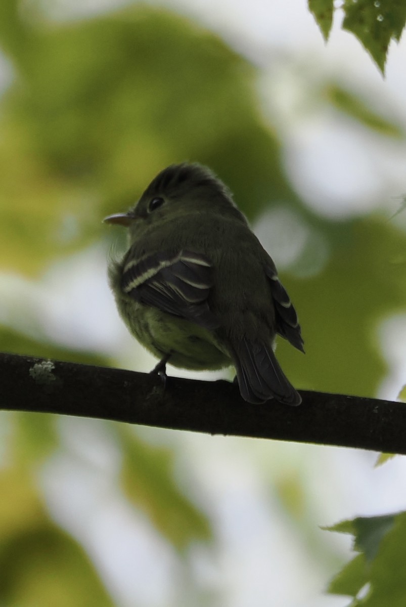 Yellow-bellied Flycatcher - ML645109066