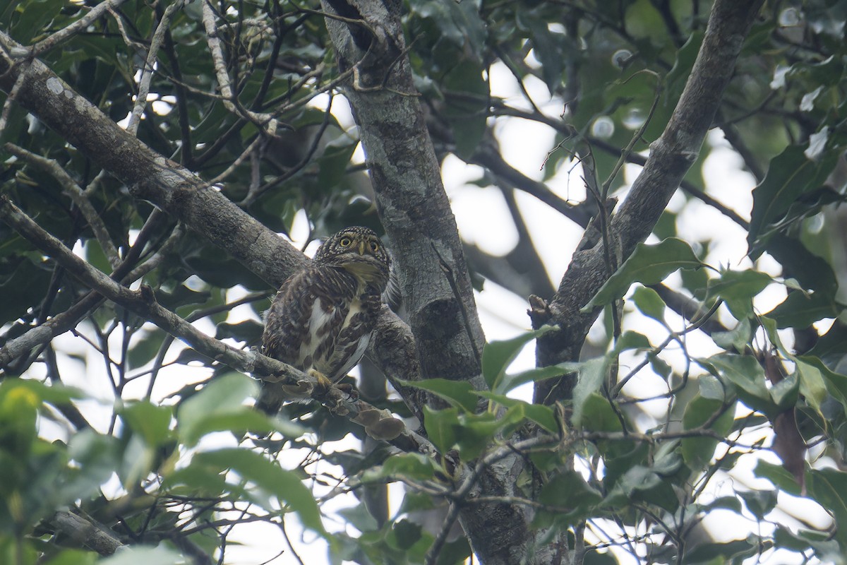 Collared Owlet - ML645109077