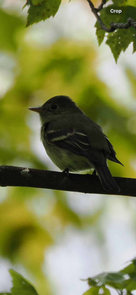 Yellow-bellied Flycatcher - ML645109078