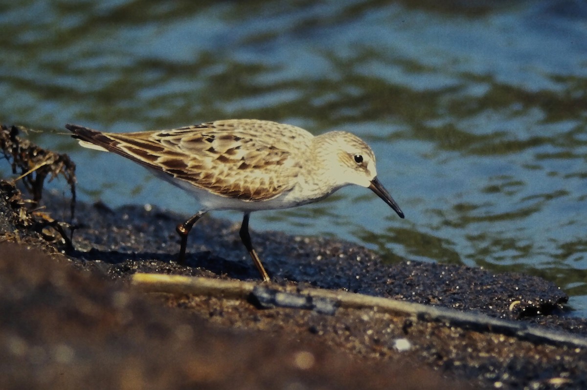 Weißbürzel-Strandläufer - ML645109081