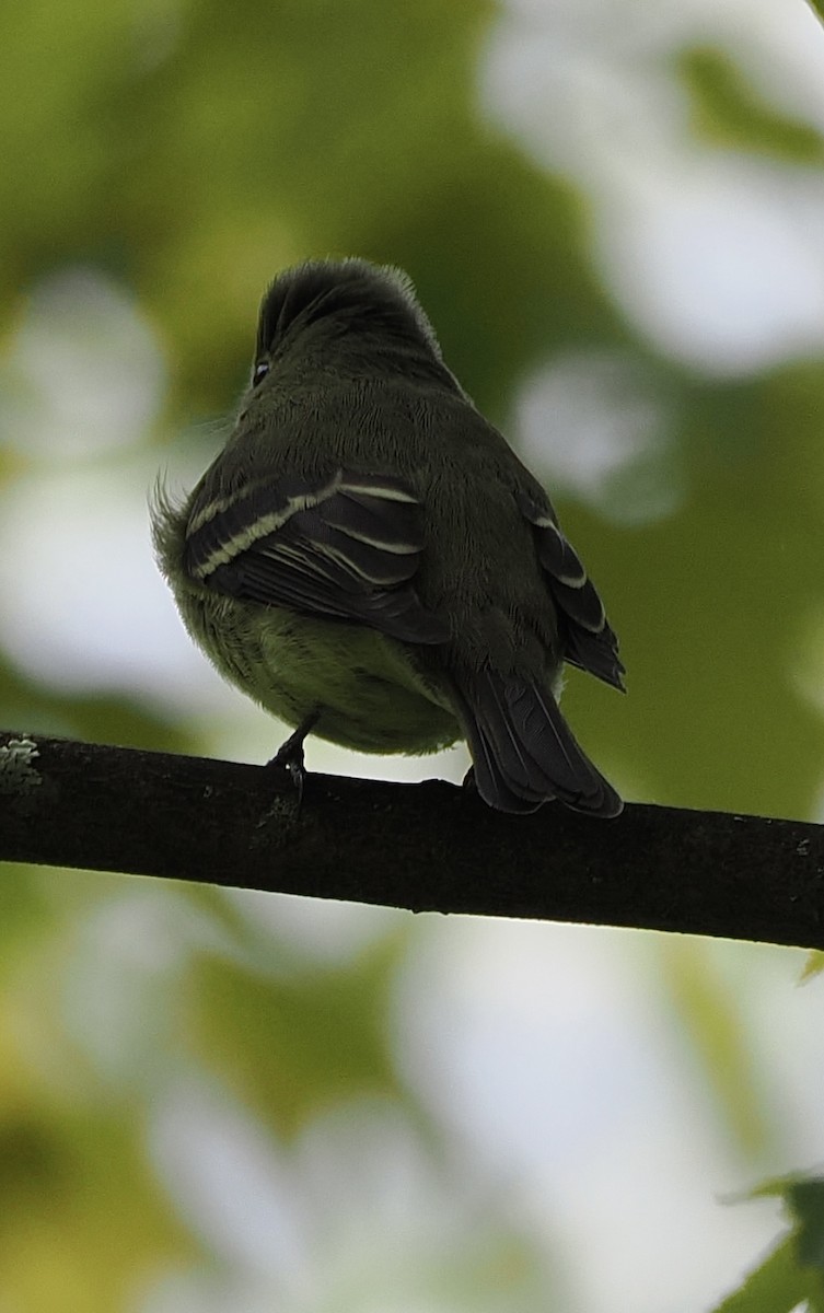 Yellow-bellied Flycatcher - ML645109082