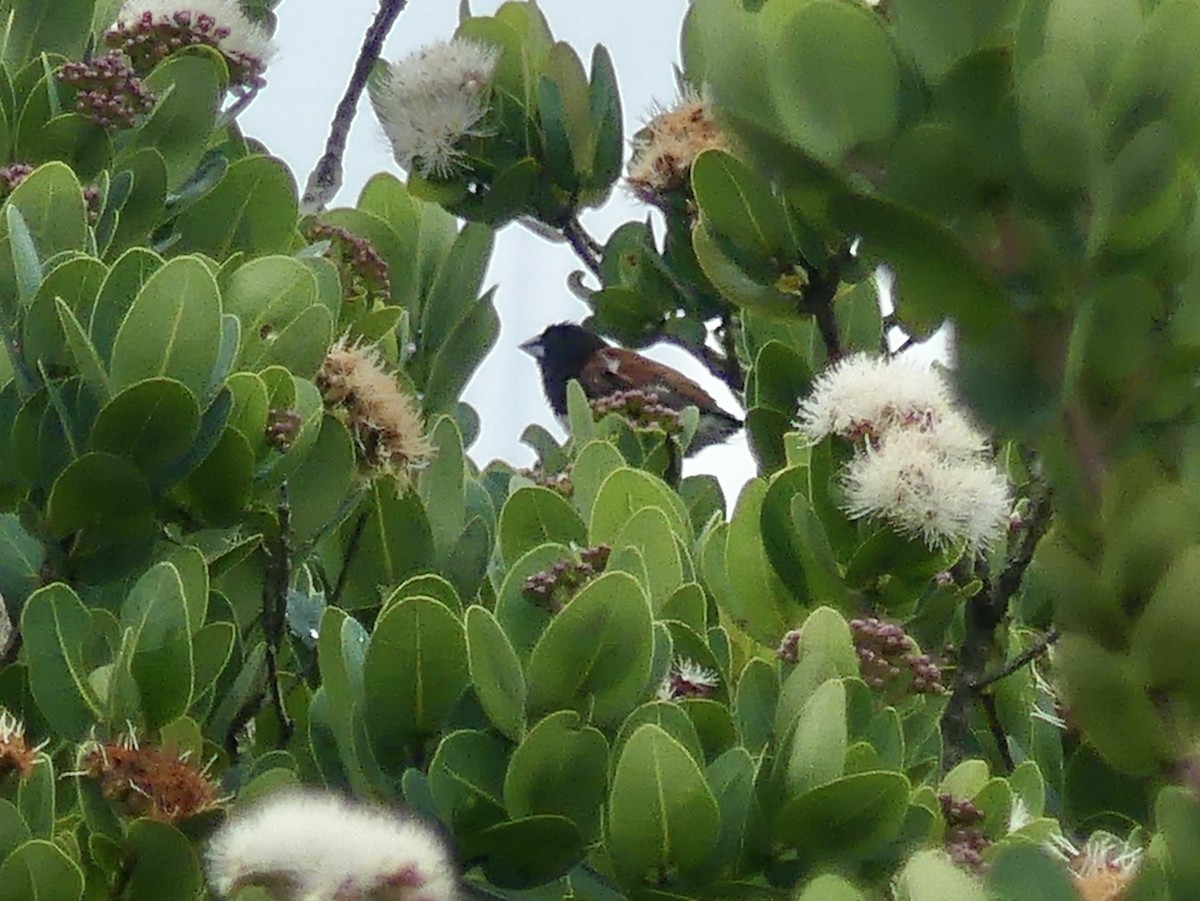 Alaca Munya - ML645109127