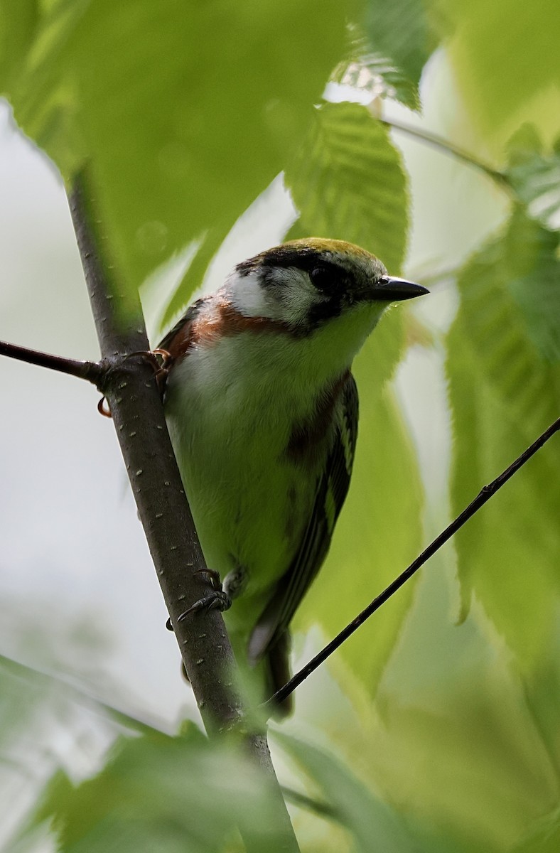 lesňáček rezavoboký - ML645109142