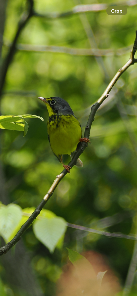 Reinita Canadiense - ML645109146