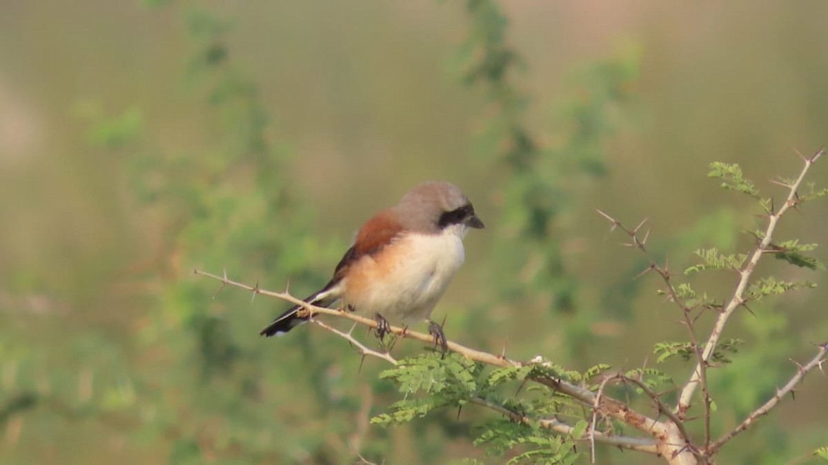 Pie-grièche à bandeau - ML645109147
