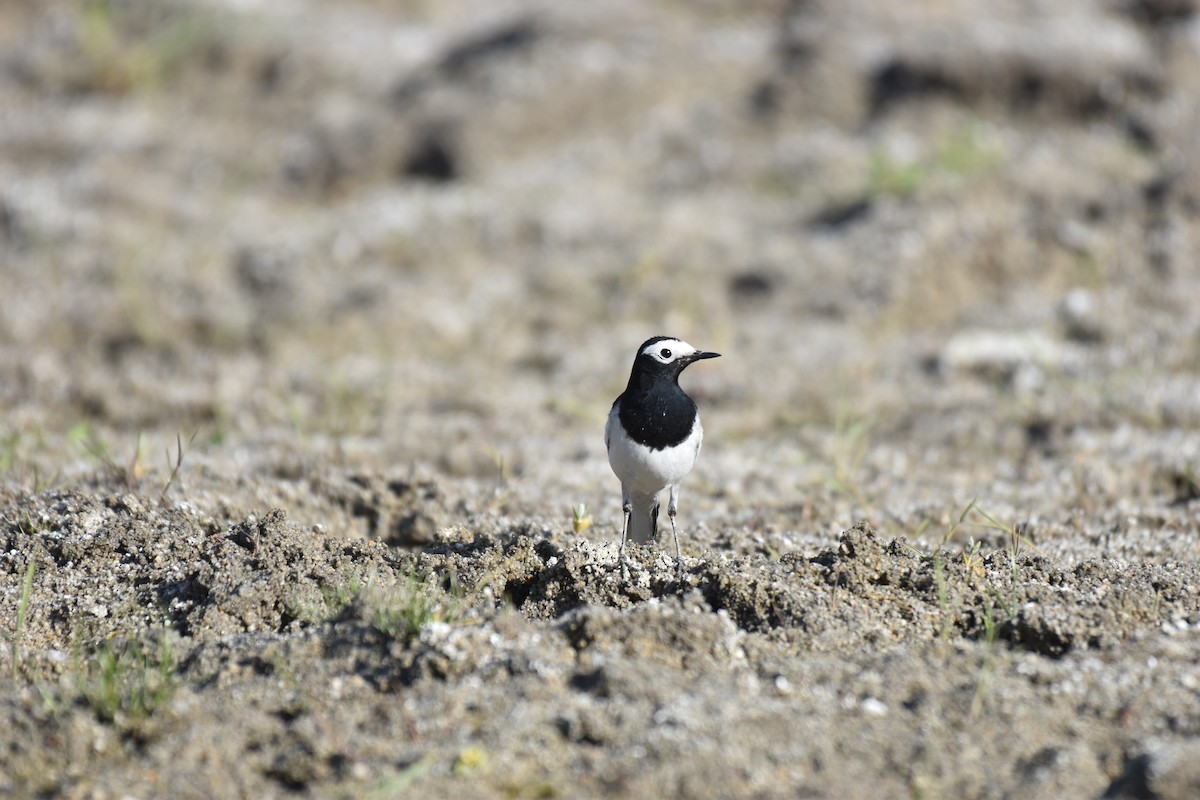 Lavandera Blanca - ML645109148