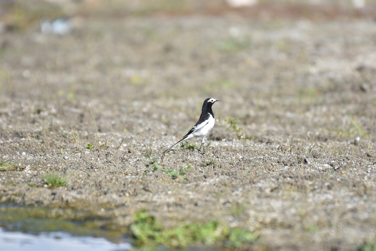 Lavandera Blanca - ML645109149