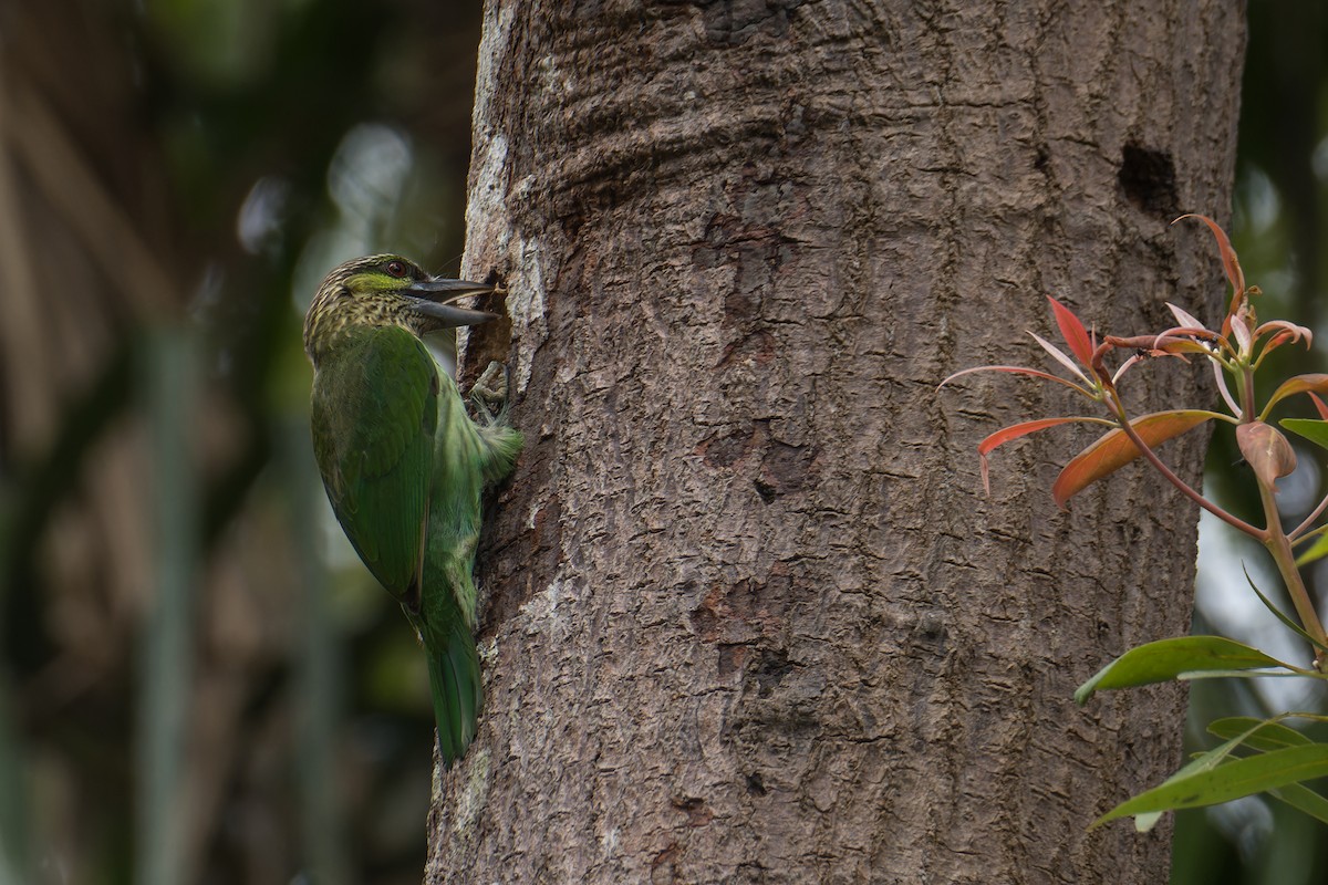 Green-eared Barbet - ML645109152