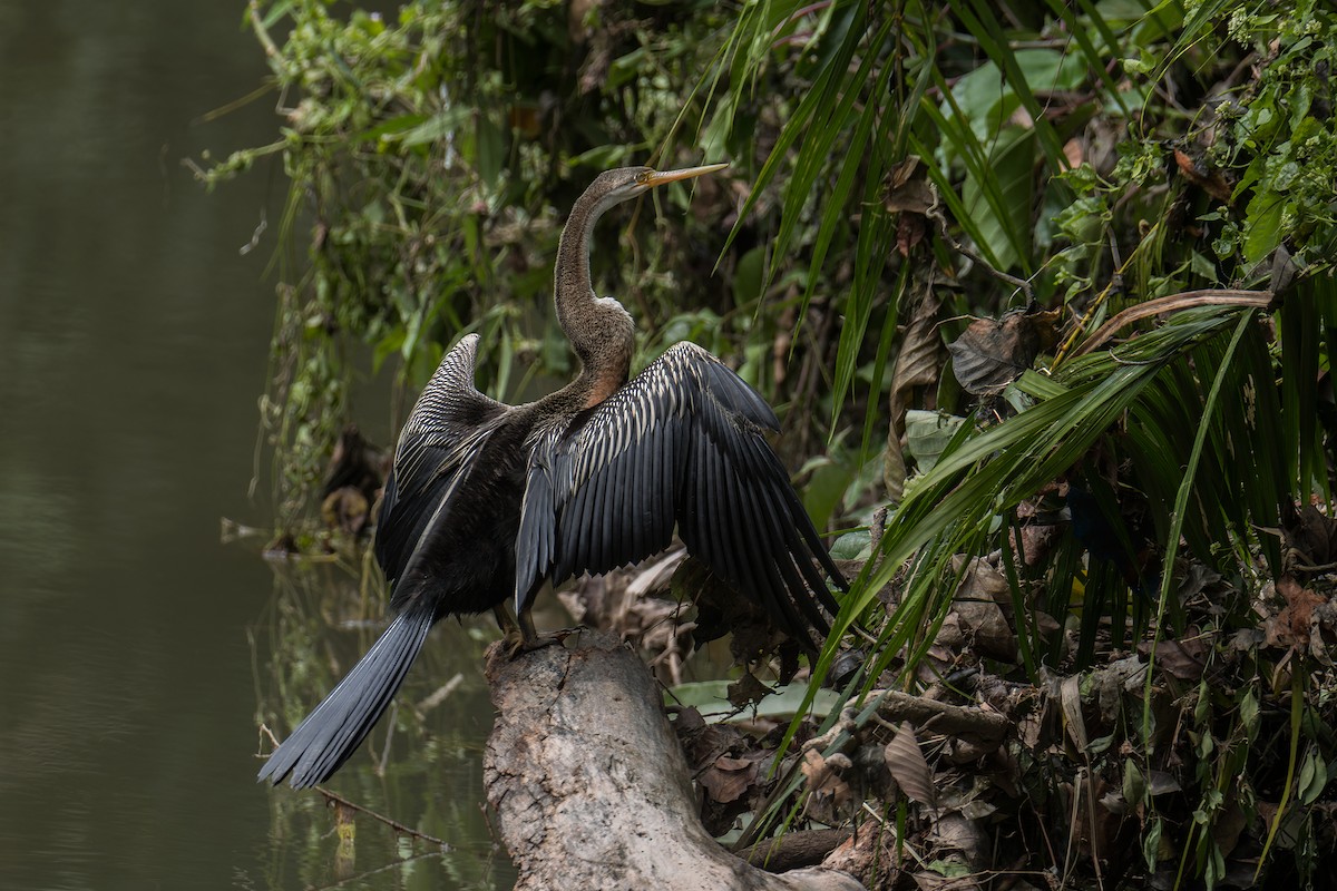 Anhinga roux - ML645109158