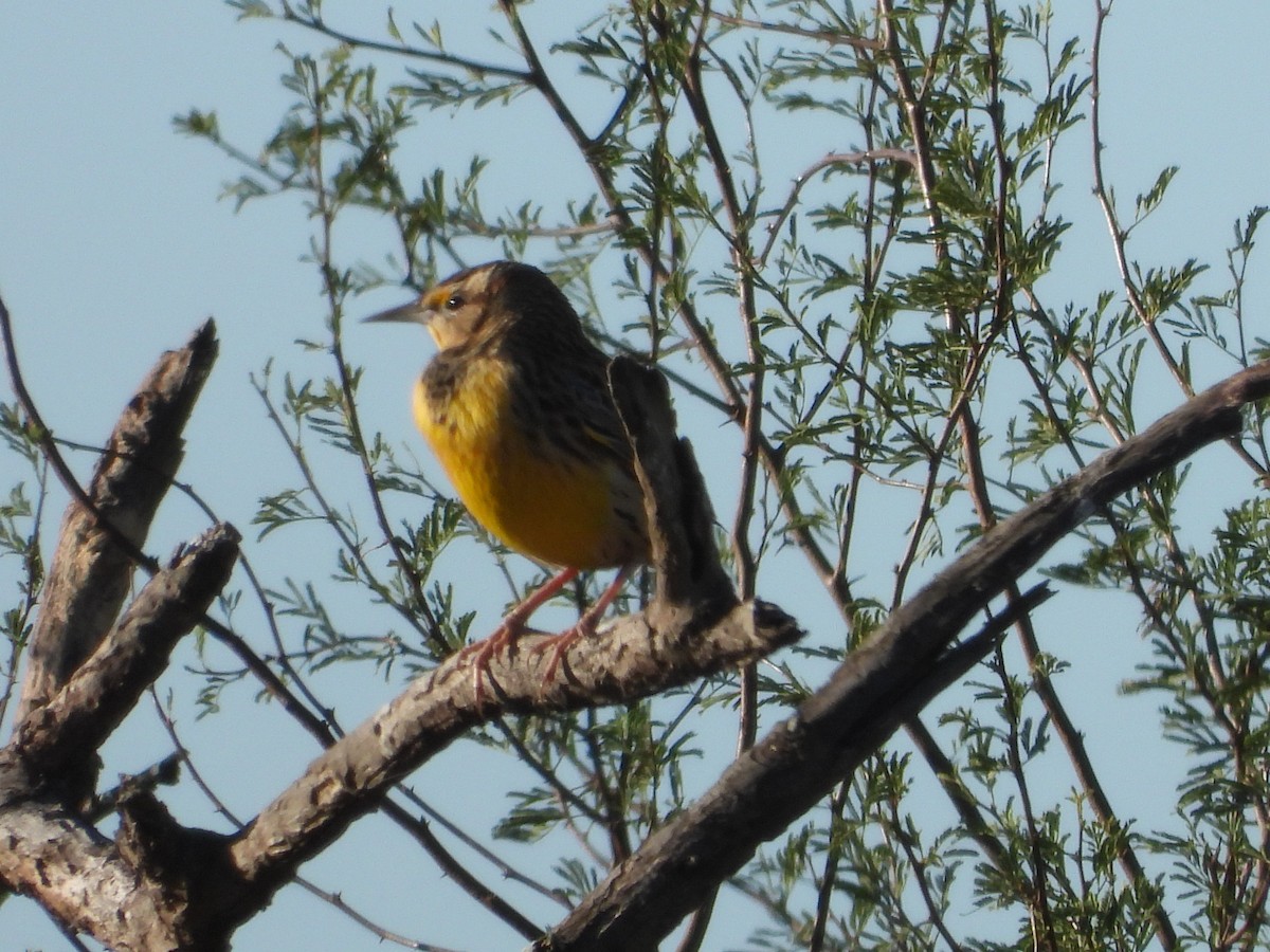Western Meadowlark - ML645109159