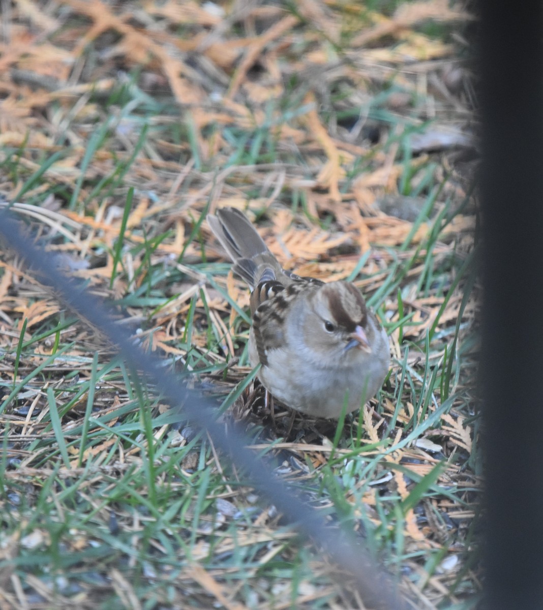 White-crowned Sparrow - ML645109179
