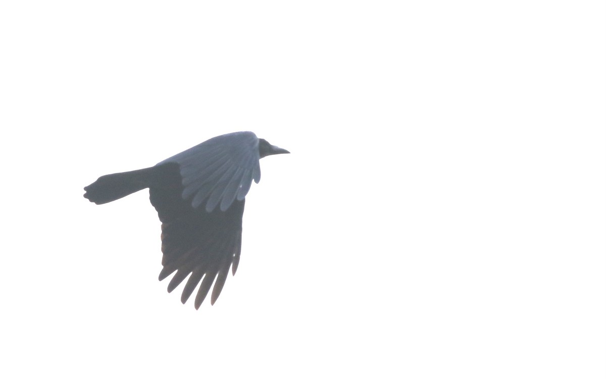 Large-billed Crow - ML645109183