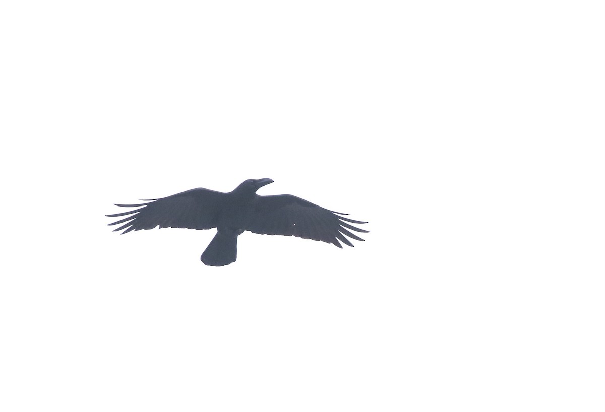 Large-billed Crow - ML645109184