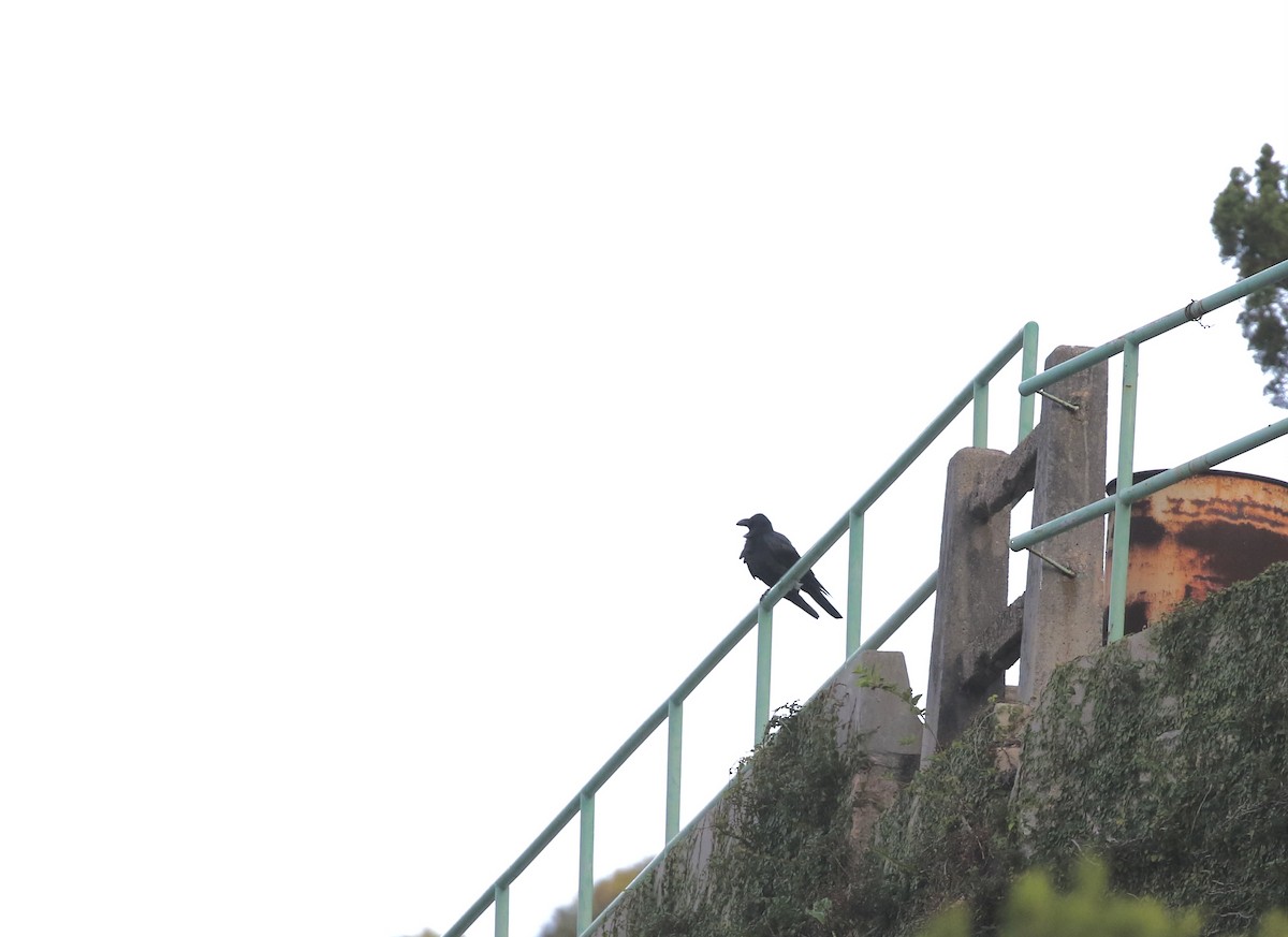 Large-billed Crow - ML645109185