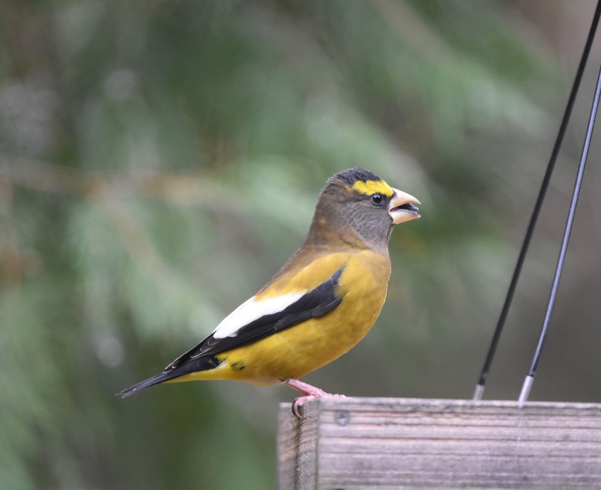 Evening Grosbeak - ML645109192