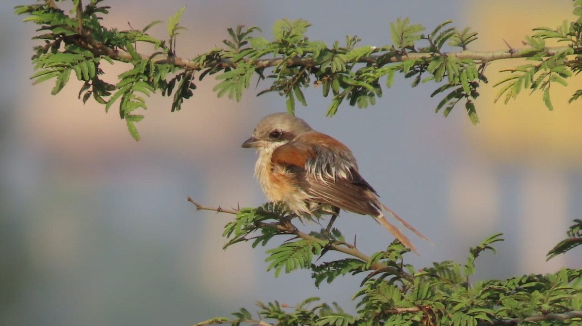 Pie-grièche à bandeau - ML645109211