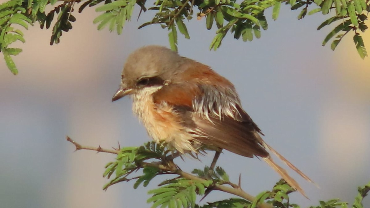 Pie-grièche à bandeau - ML645109213