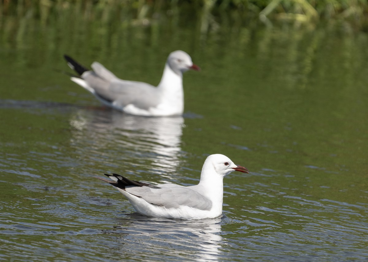 Gray-hooded Gull - ML645109228