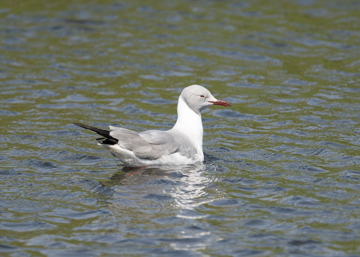 Gray-hooded Gull - ML645109229
