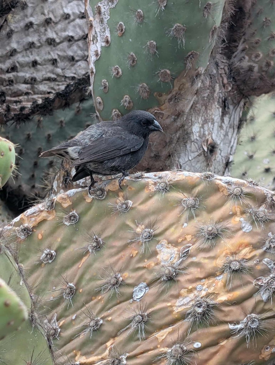 Géospize des cactus - ML645109234