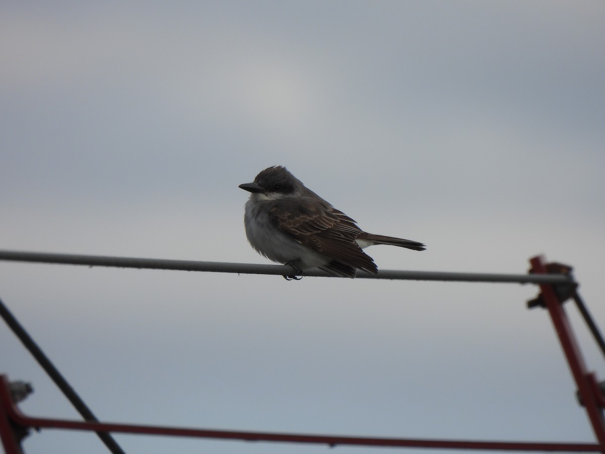 Gray Kingbird - ML645109258