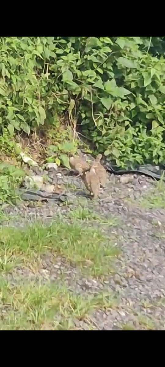 Gray Francolin - ML645109259