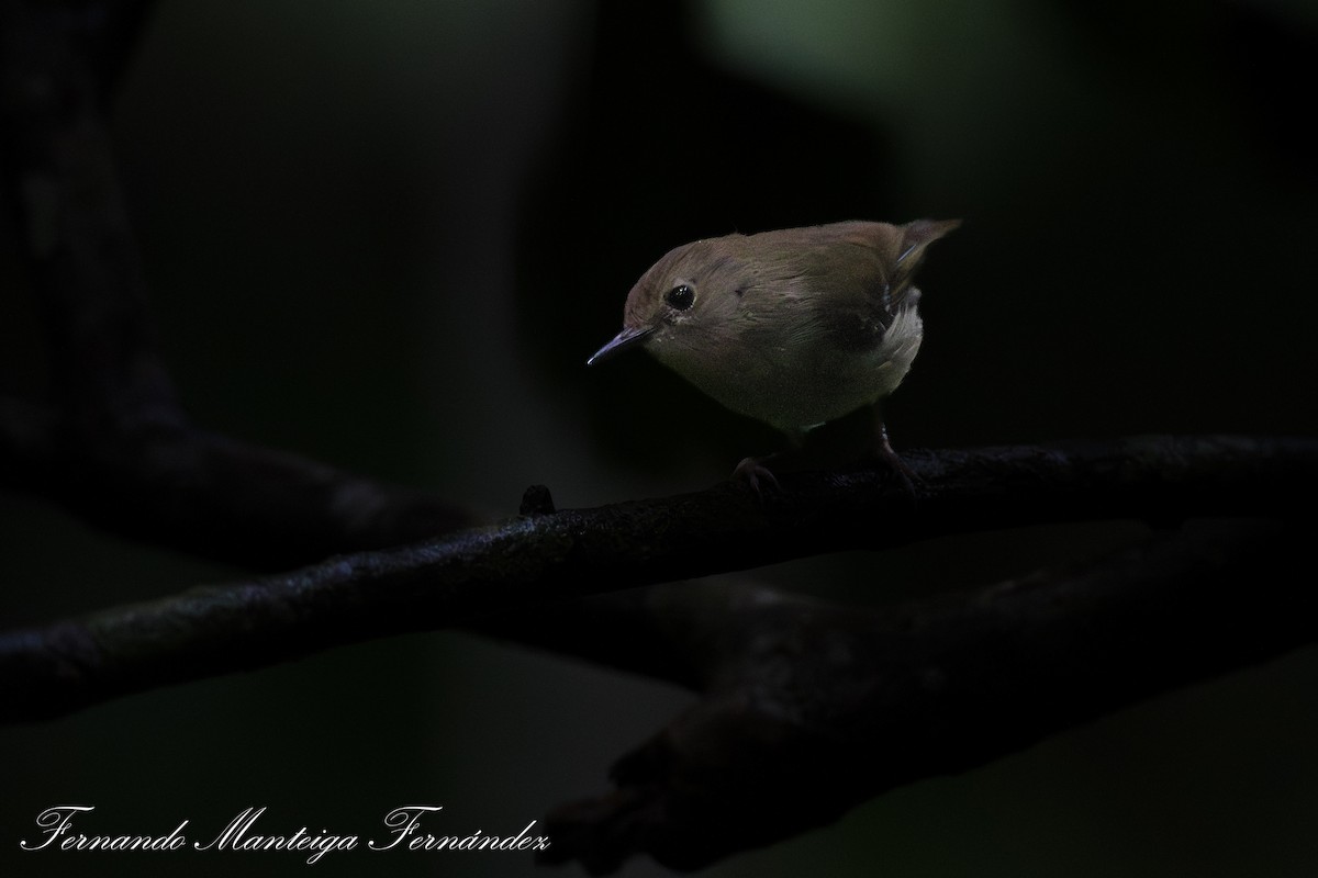 Large-billed Scrubwren - ML645109278