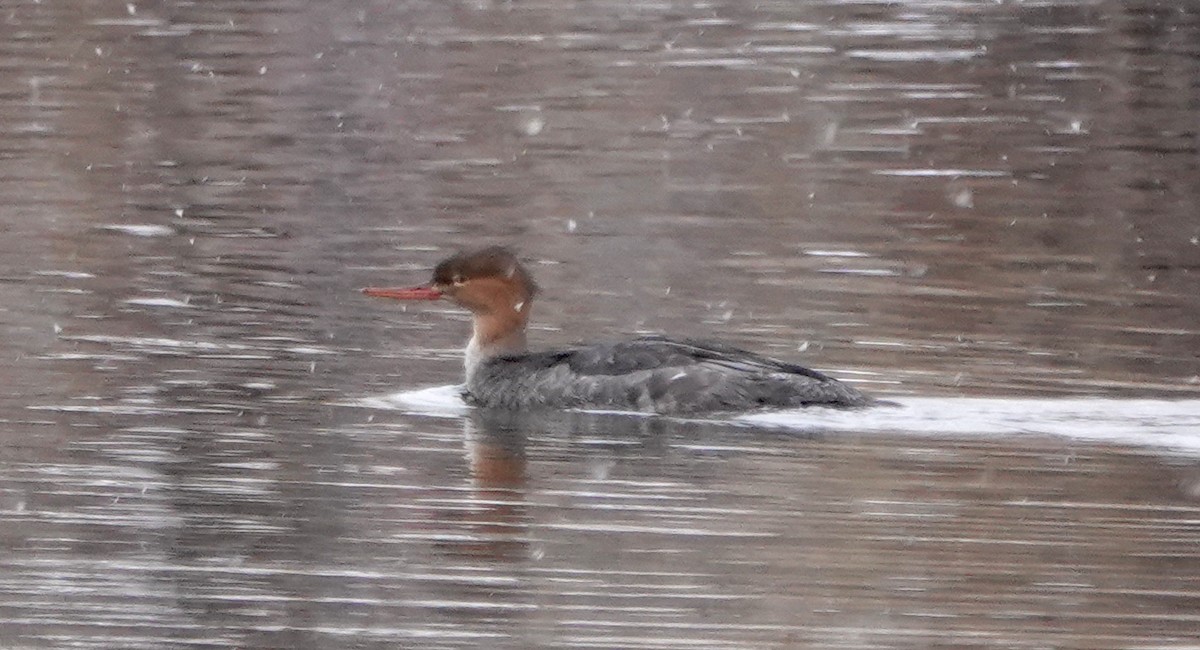 Red-breasted Merganser - ML645109300