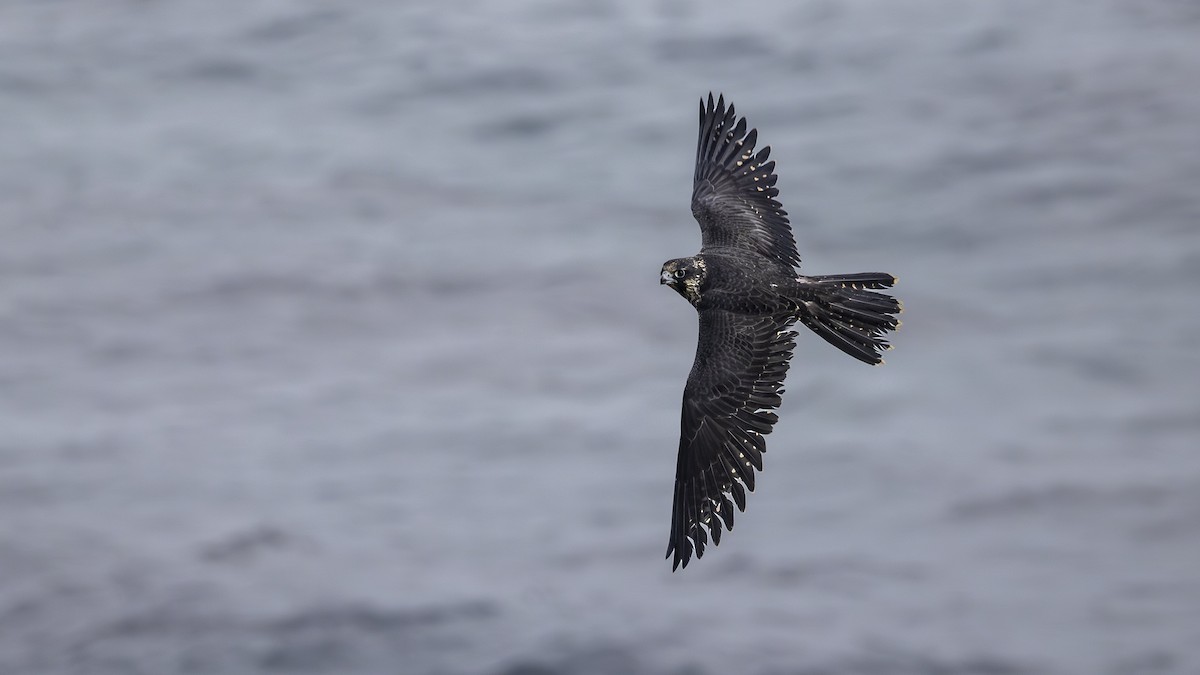 Peregrine Falcon - ML645109301