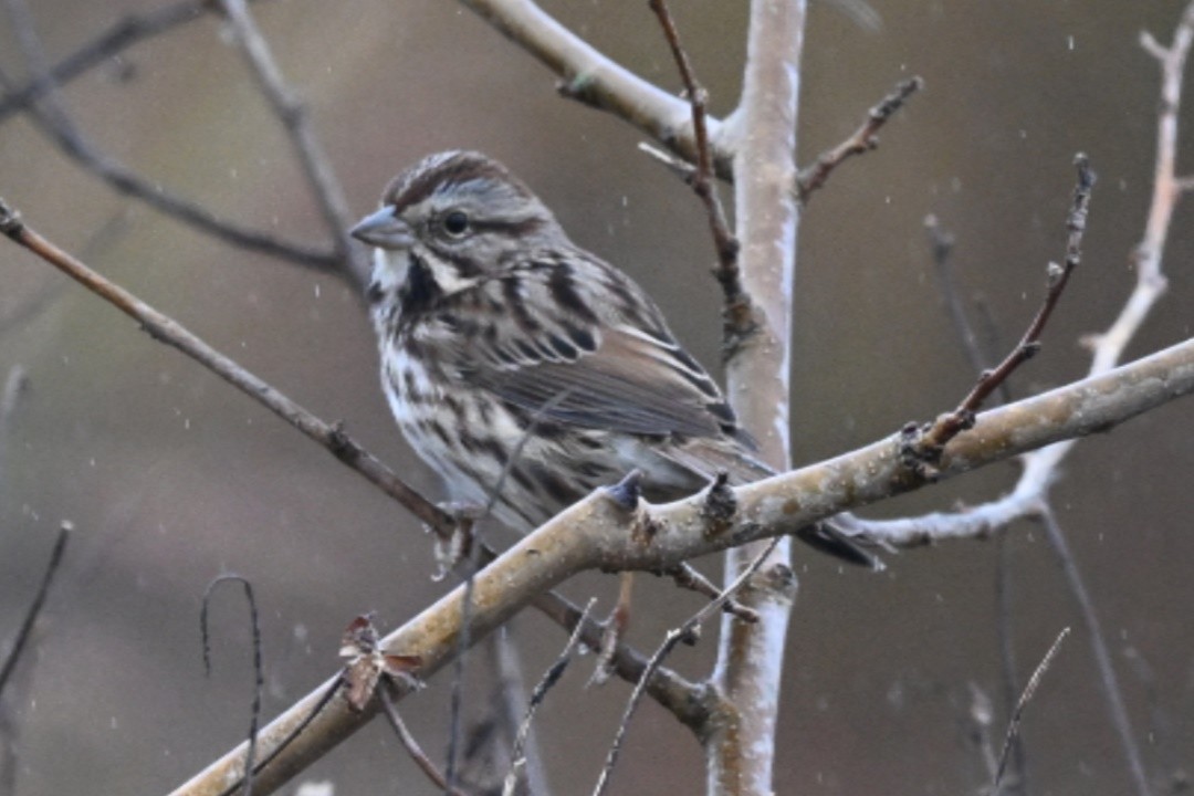 Song Sparrow - ML645109304