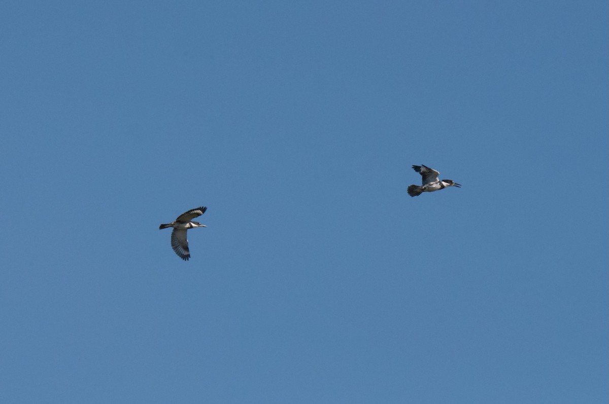Belted Kingfisher - ML645109310